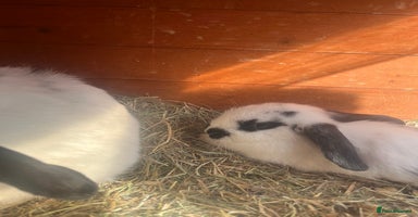 Mini Lop rabbits - Advert 4