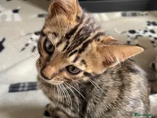 Bengal cats LAST ONE LEFT - TICA Registered Bengal Kittens - Advert 2