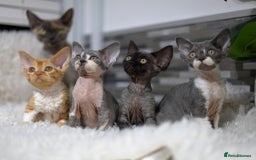 Devon Rex cats for sale: Devon Rex Kittens  - Image 23