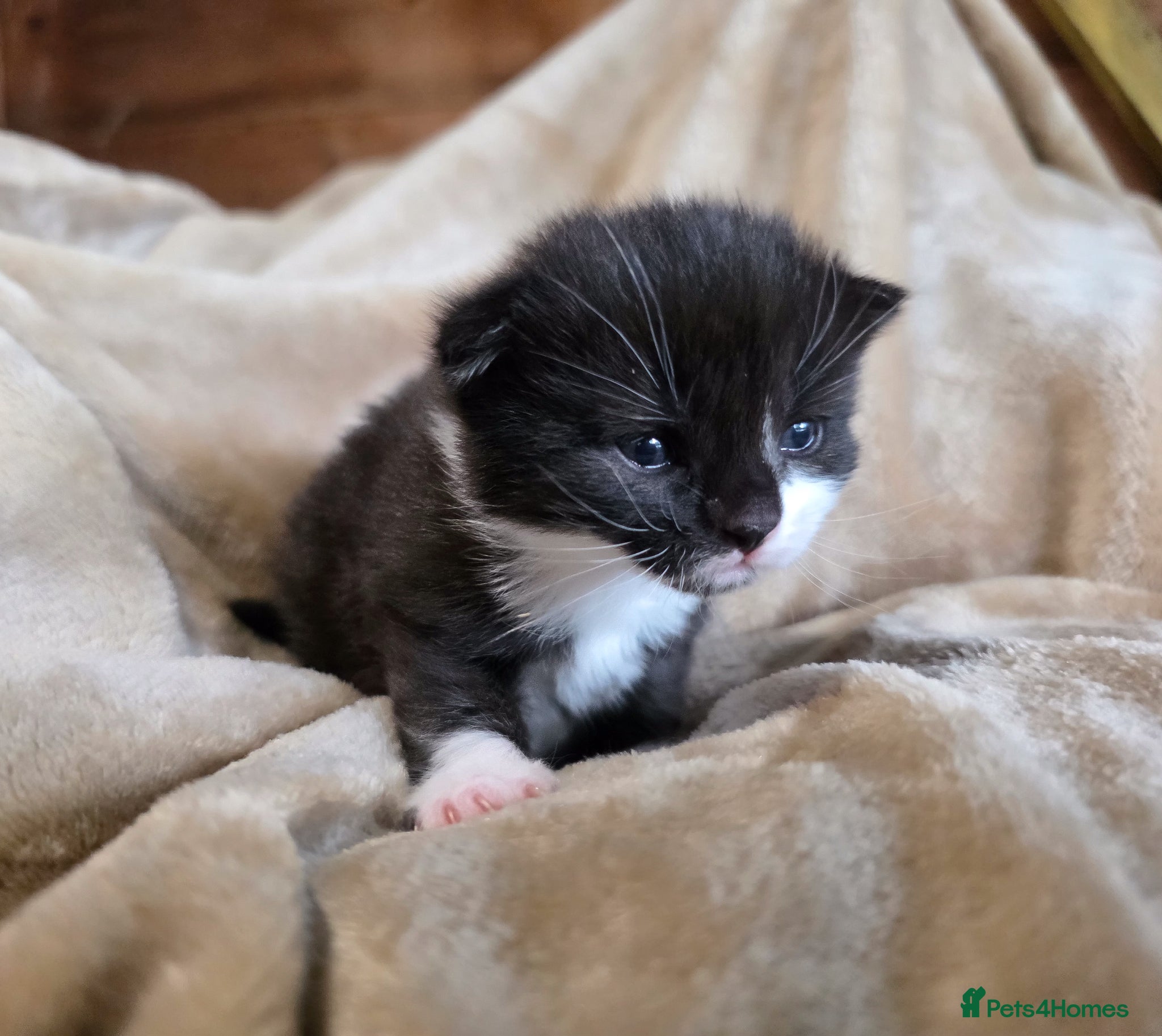 Mixed Breed cats for sale: Tabby farm kittens  - Advert 15