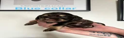 Cocker Spaniel dogs for sale: Stunning Cocker Spaniel Puppies in Peterhead - Advert 9