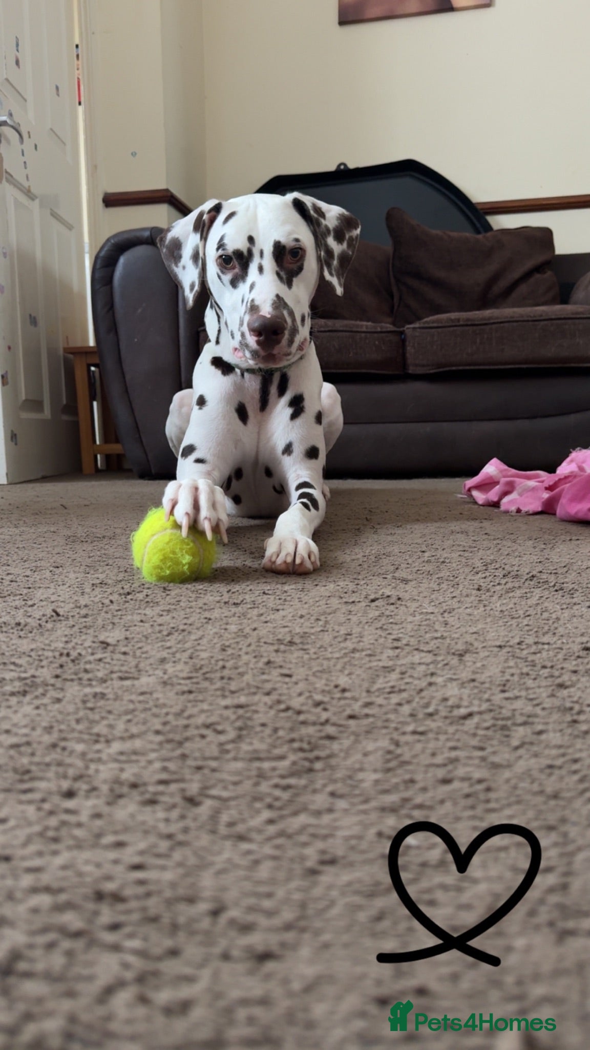 Dalmatian dogs Rehoming my 2 year old Dalmatian  - Advert 2