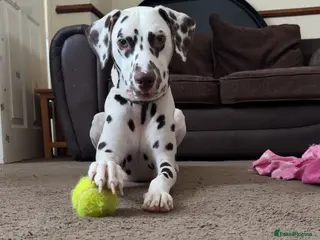 Dalmatian dogs Rehoming my 2 year old Dalmatian - Advert 2