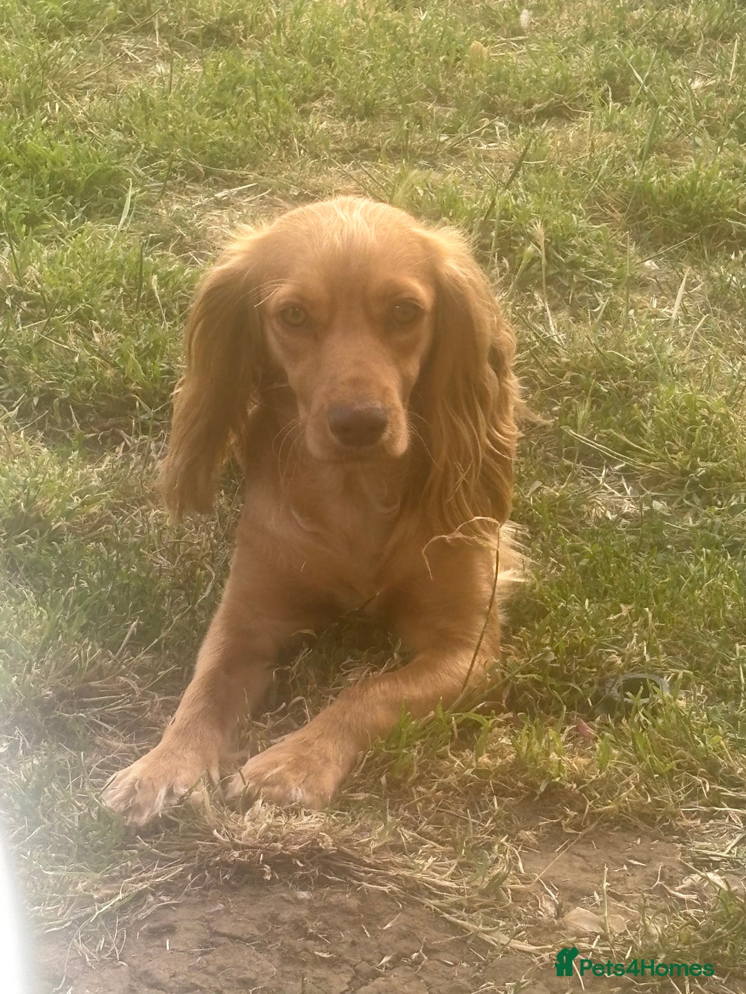 Cocker Spaniel dogs for sale: Looking for a forever home  - Advert 4