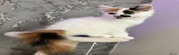 Mixed Breed cats for sale: Lovely female calico  in Bootle - Advert 4