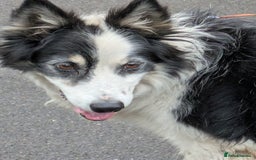 Border Collie dogs for adoption: Barney the Collie - Image 2