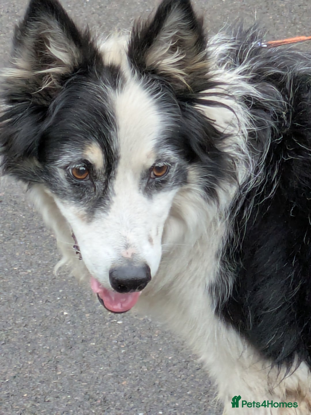 Border Collie dogs for adoption: Barney the Collie - Image 2