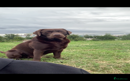 Labrador Retriever dogs for stud: Chocolate Labrador for Stud  in Doncaster - Image 2