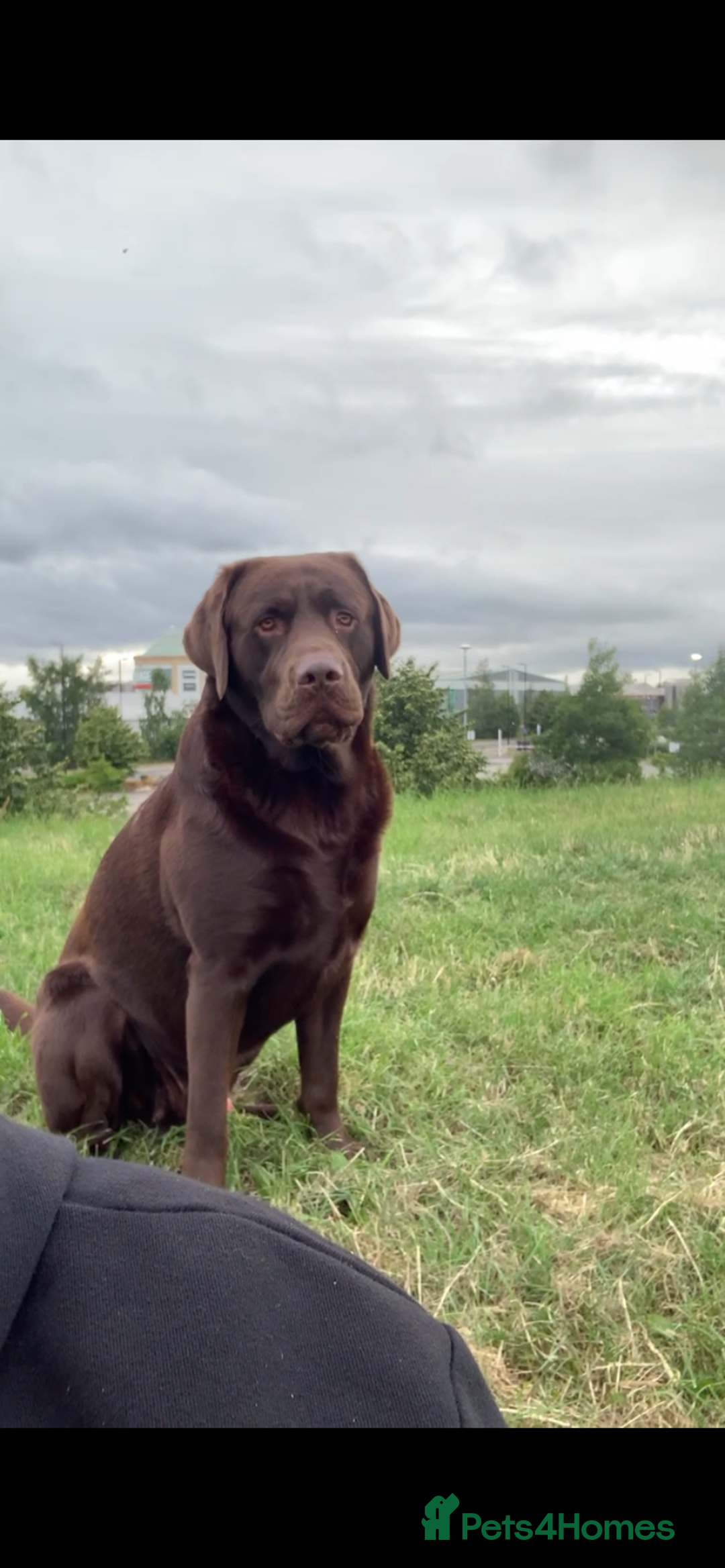 Labrador Retriever dogs for stud: Chocolate Labrador for Stud  in Doncaster - Image 2