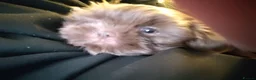 Shih Tzu dogs for sale: Beautiful Lavender Shih Tzu-2 YEARS OLD - Advert 4