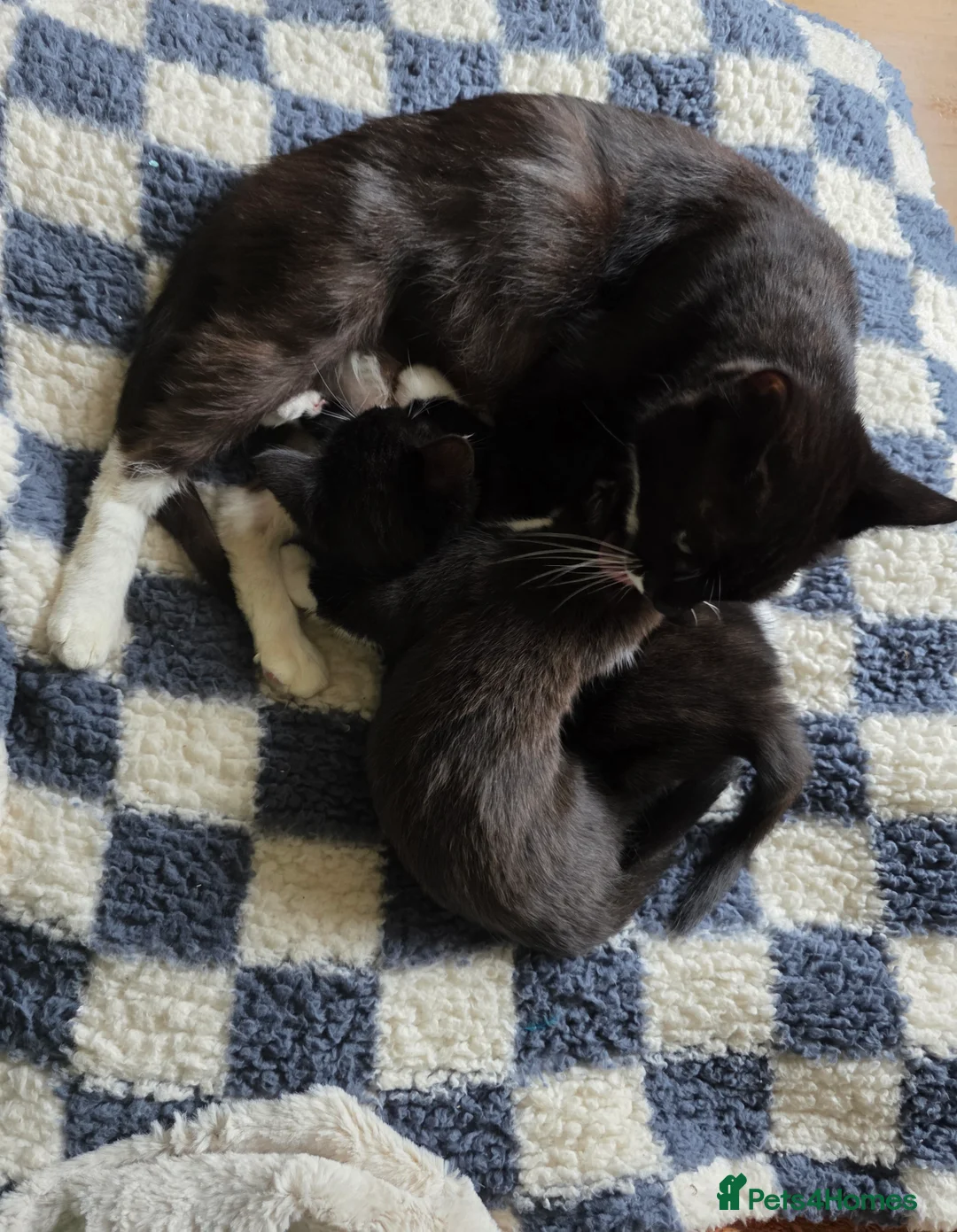 Mixed Breed cats for sale: Kittens for sale! - Advert 15