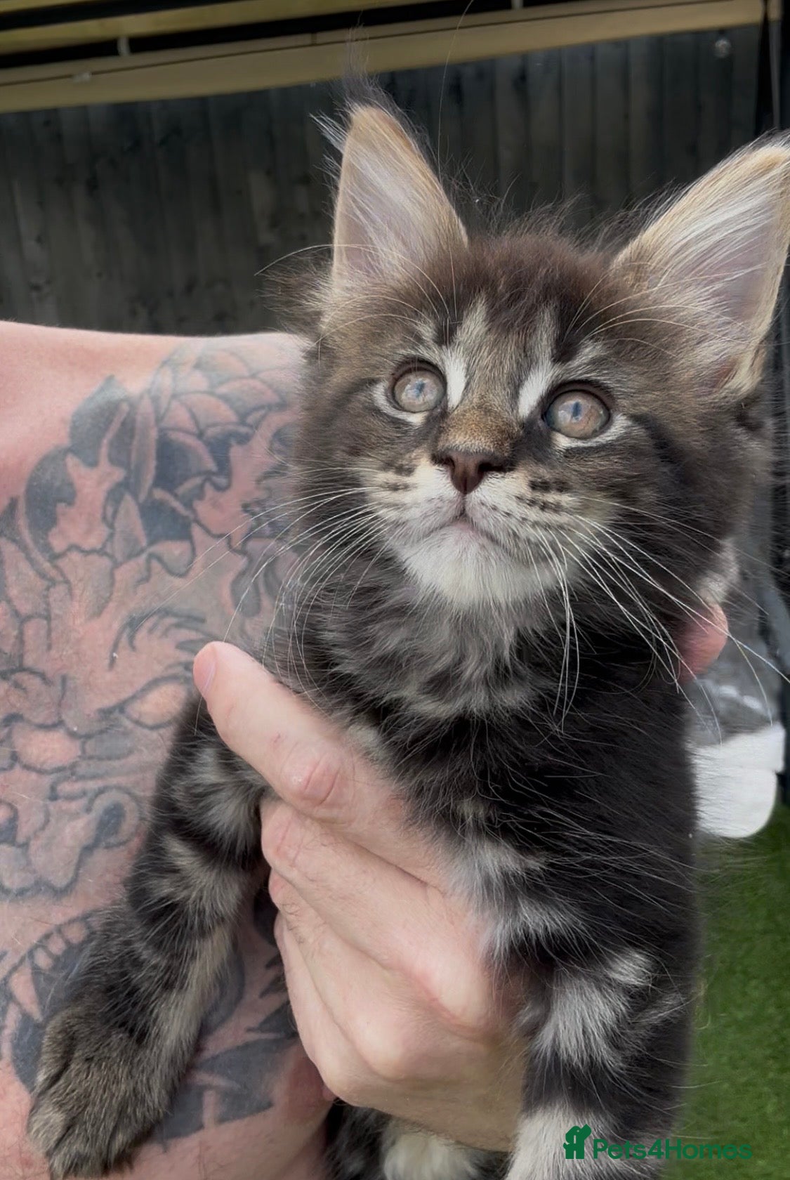 Maine Coon cats 🐾Tica Registered Stunning MaineCoon Kittens - Advert 1