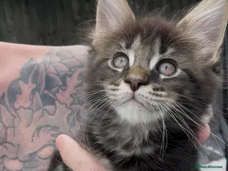 Maine Coon cats 🐾Tica Registered Stunning MaineCoon Kittens - Advert 1