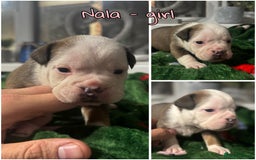 Olde English Bulldogge dogs for sale: Stunning Olde English pups - Image 8