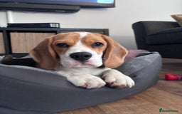 Beagle dogs for sale: Lexi  - Image 3