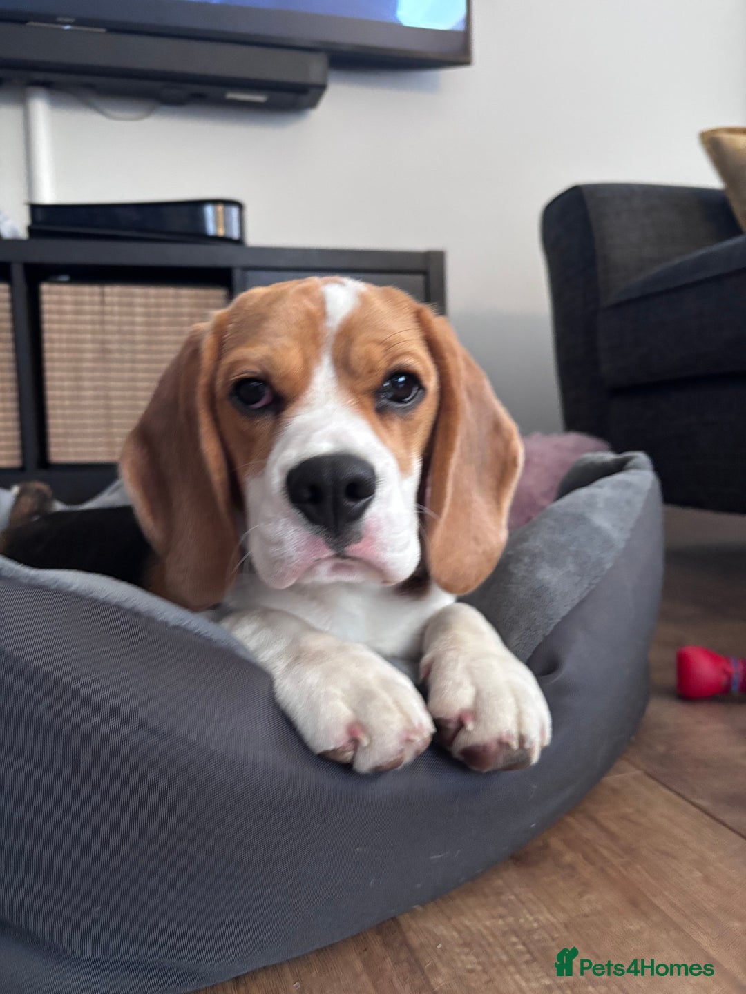Beagle dogs for sale: Lexi  - Image 3