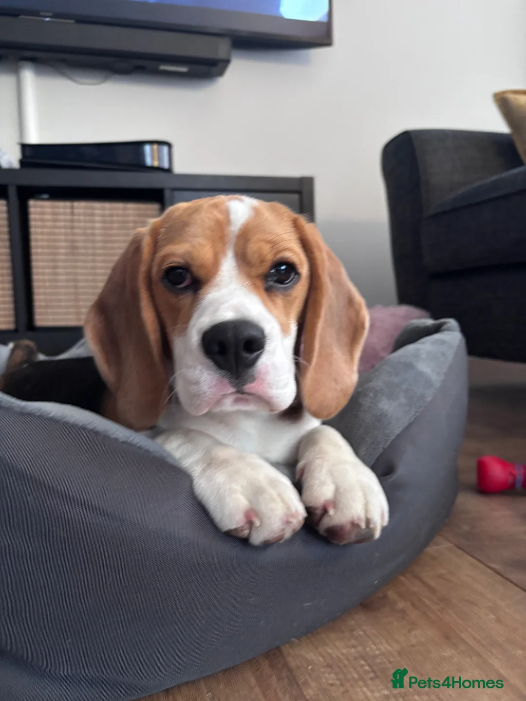 Beagle dogs for sale: Lexi  - Advert 5