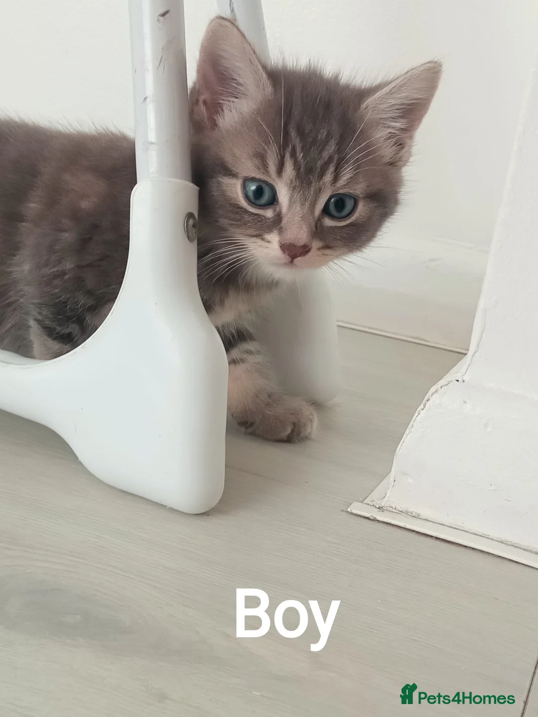Bengal cats for sale: Kitten bengal - Advert 2