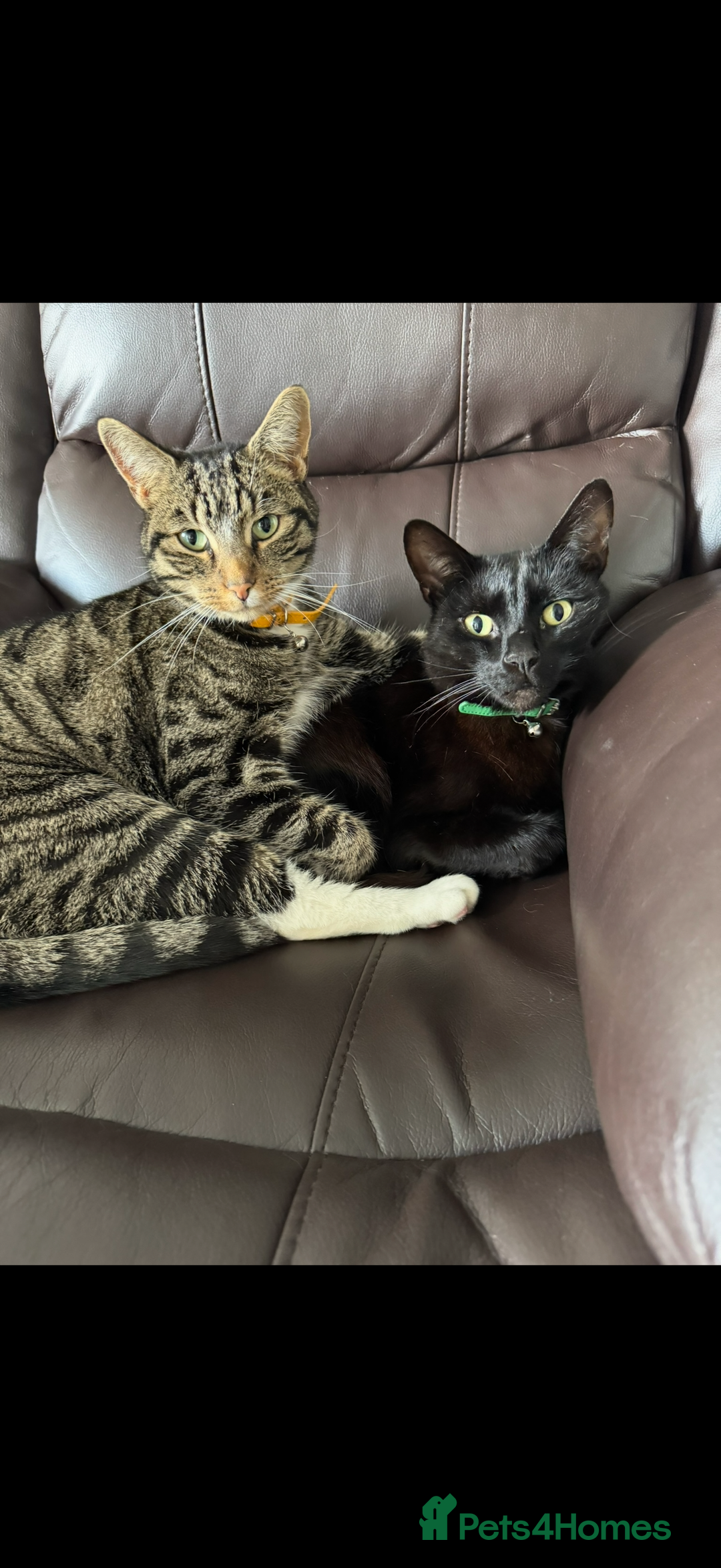 Mixed Breed cats for sale: 4 Adult cats needing new homes! - Advert 4