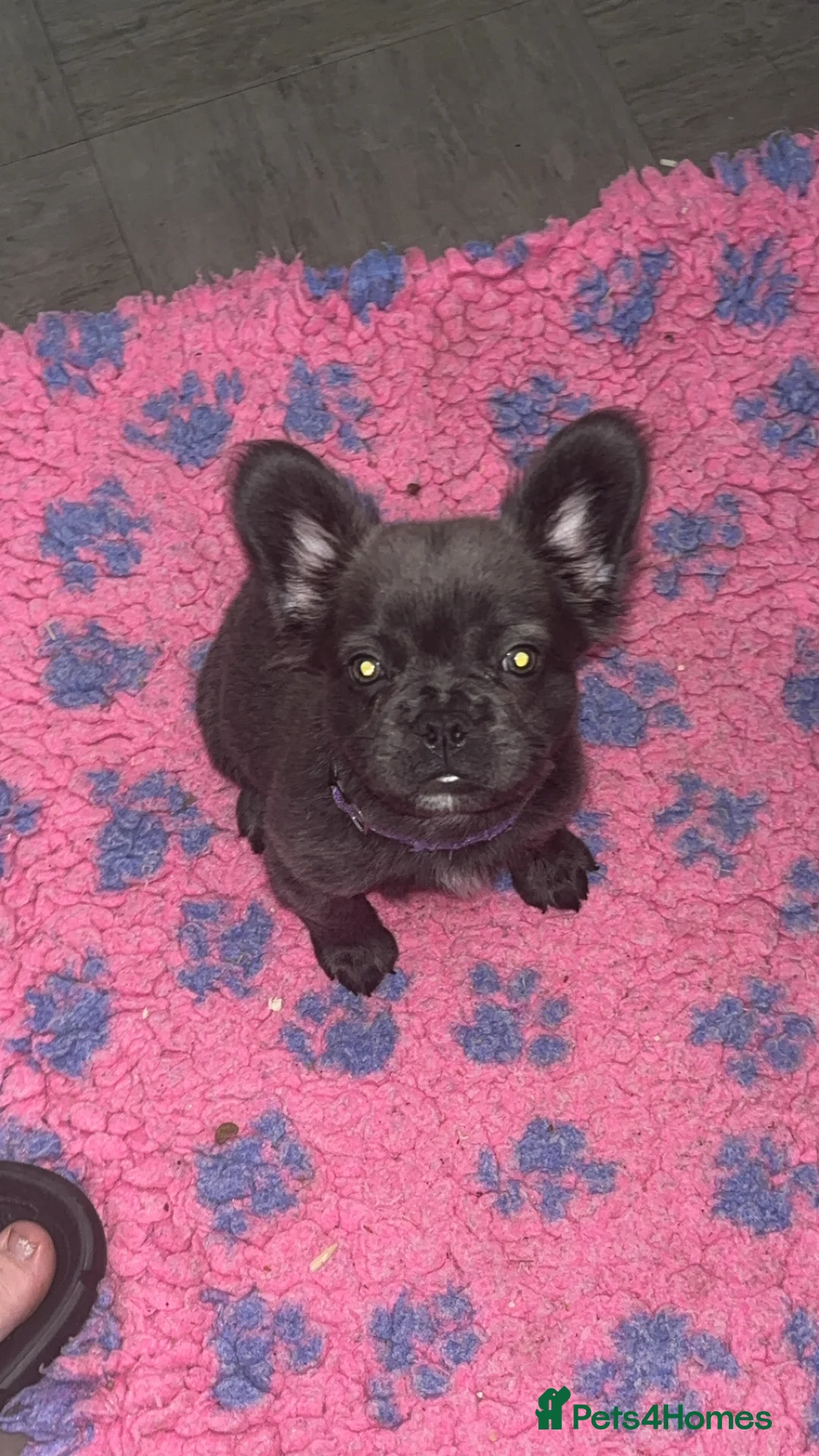 French Bulldog dogs for sale: 11 week old fluffy frenchie - Advert 2