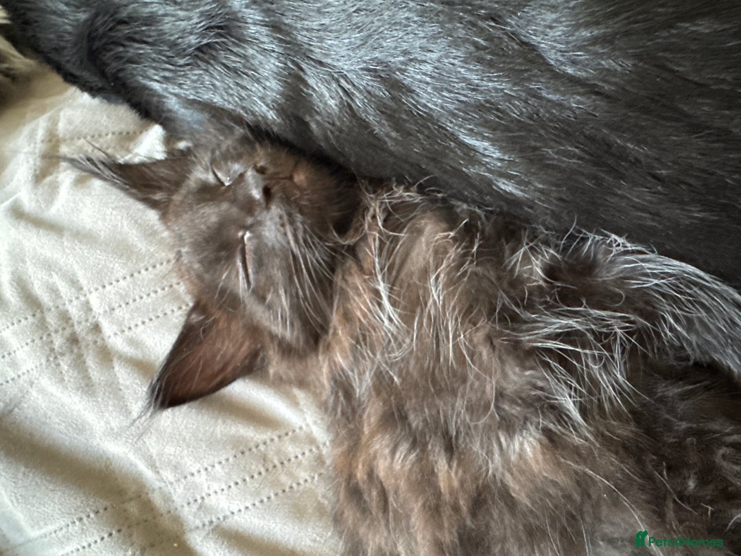 Maine Coon cats for sale: TICA registered large MaineCoon polydactyl kittens - Image 23