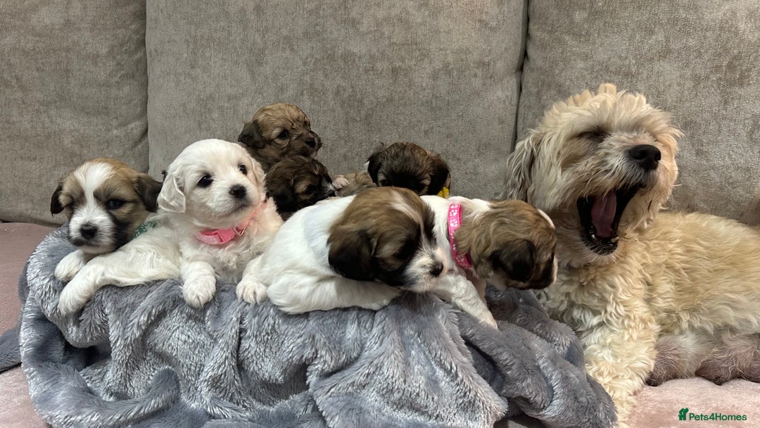 Mixed Breed dogs for sale: La Chon Puppies!  - Image 14