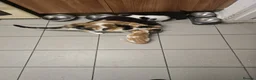 Mixed Breed cats for sale: 6 Kittens for Sale - £70 in London - Advert 15