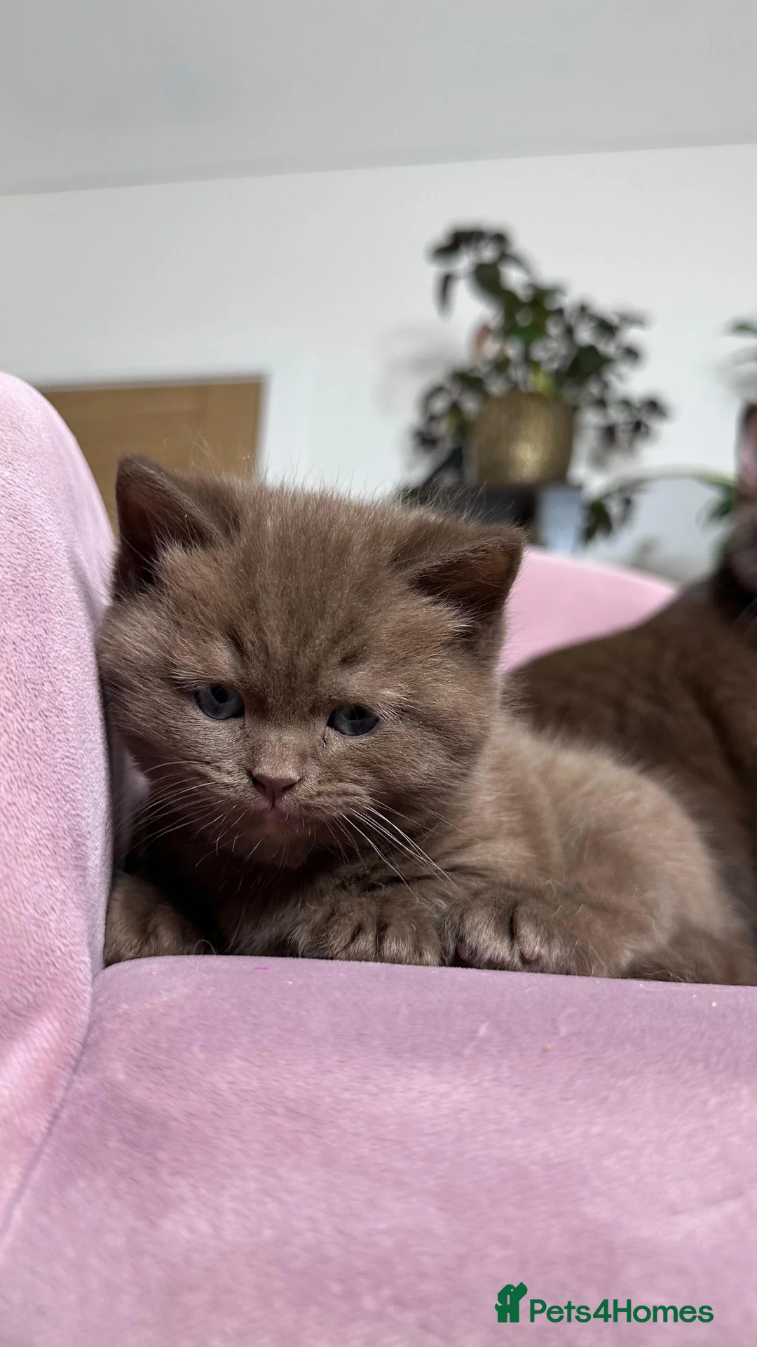 British Shorthair cats for sale: Adorable British Shorthair Kittens for Sale in Lincoln - Advert 21