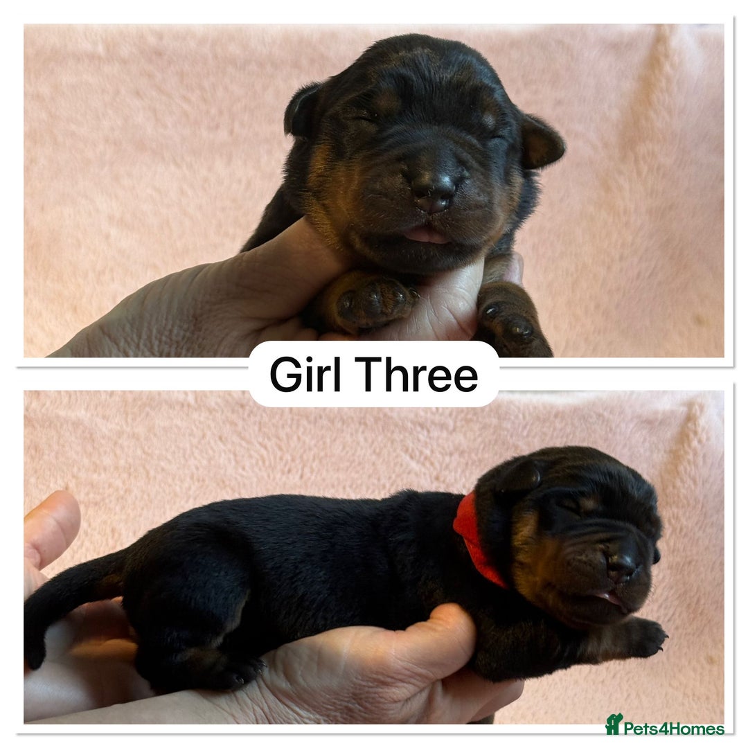Rottweiler dogs for sale: Kc, dna, hips, elbows, eye tested parents  - Advert 7