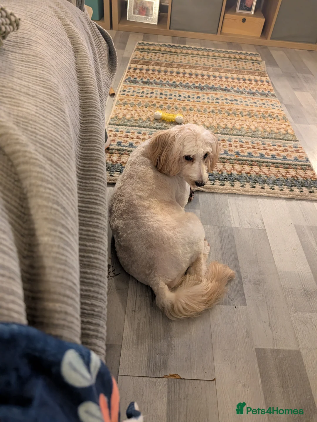 Cockapoo dogs for sale: Cockapoos in Tonypandy - Advert 1