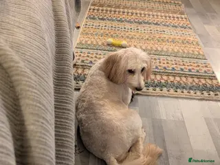 Cockapoo dogs Cockapoos - Advert 1