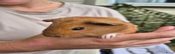 Guinea Pig rodents for sale: Guinea pigs  - Advert 20