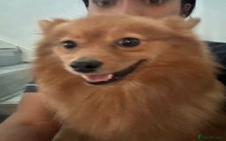 Pomeranian dogs for sale: POM FOR A FOREVER HOME - Advert 2