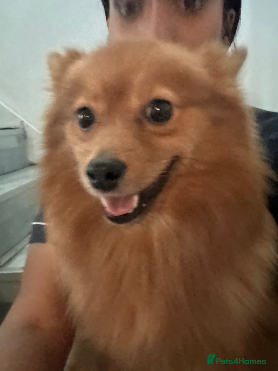 Pomeranian dogs for sale: POM FOR A FOREVER HOME - Advert 2