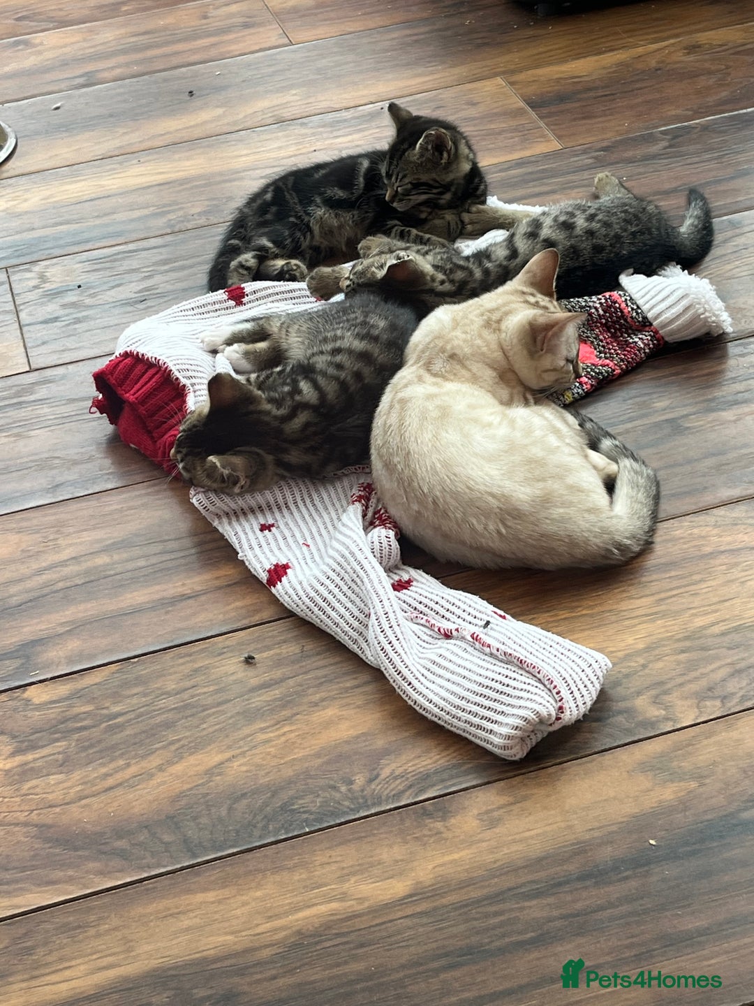 Bengal cats for sale: Bengal babies  - Image 21