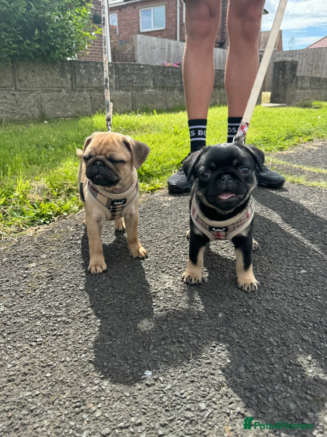 Pug dogs for stud: 🐶✨Quality Pug Stud Ready for the right match!✨🐶 - Advert 9