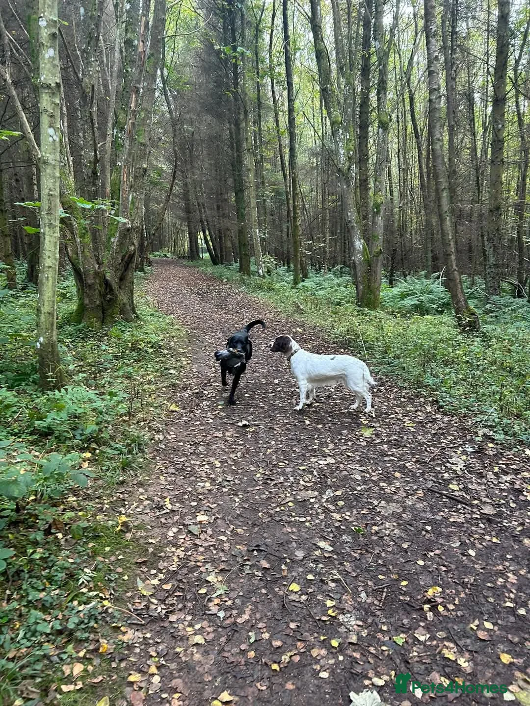 Labrador Retriever dogs for stud: Gorgeous Labrador retriever "PROVEN STUD" in Haddington - Advert 5