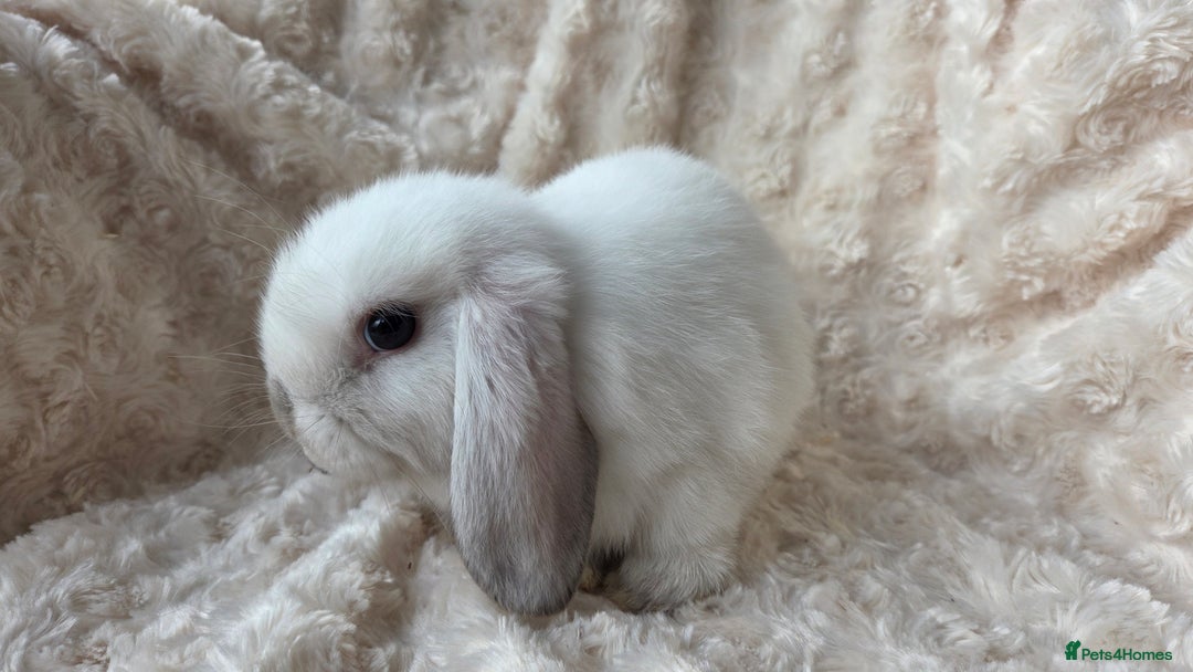 Mini Lop rabbits for sale: Pure Bred Mini Lop Baby Rabbits - Image 5