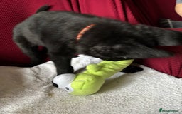 German Shepherd dogs for sale: Beautiful Black German Shepherd Puppies - Image 9