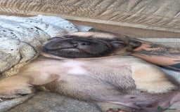 Mixed Breed dogs for sale: Mixed breed puppies for sale - Image 1