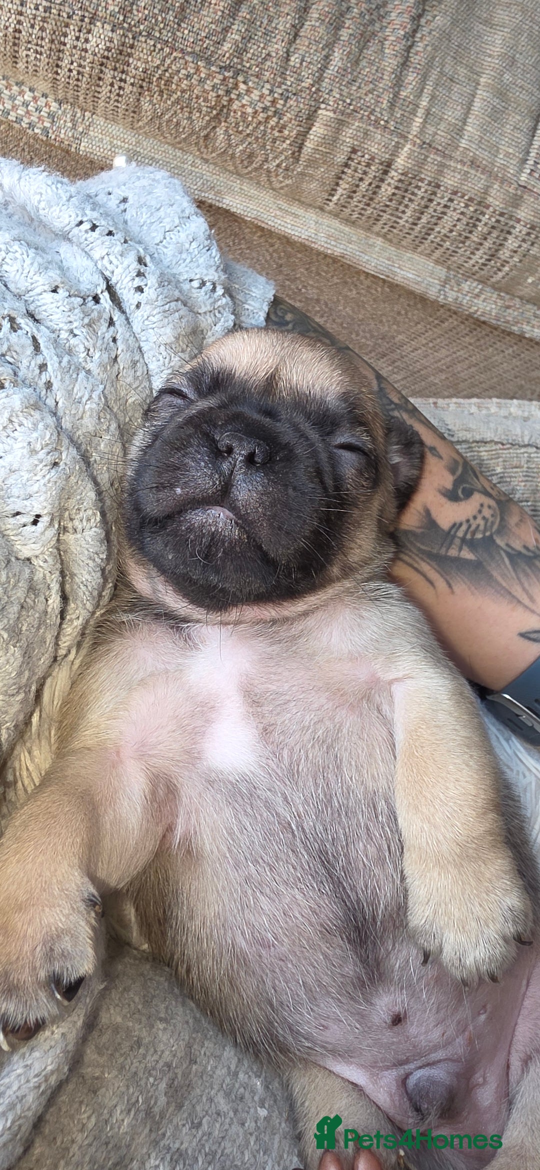 Mixed Breed dogs for sale: Mixed breed puppies for sale - Image 1