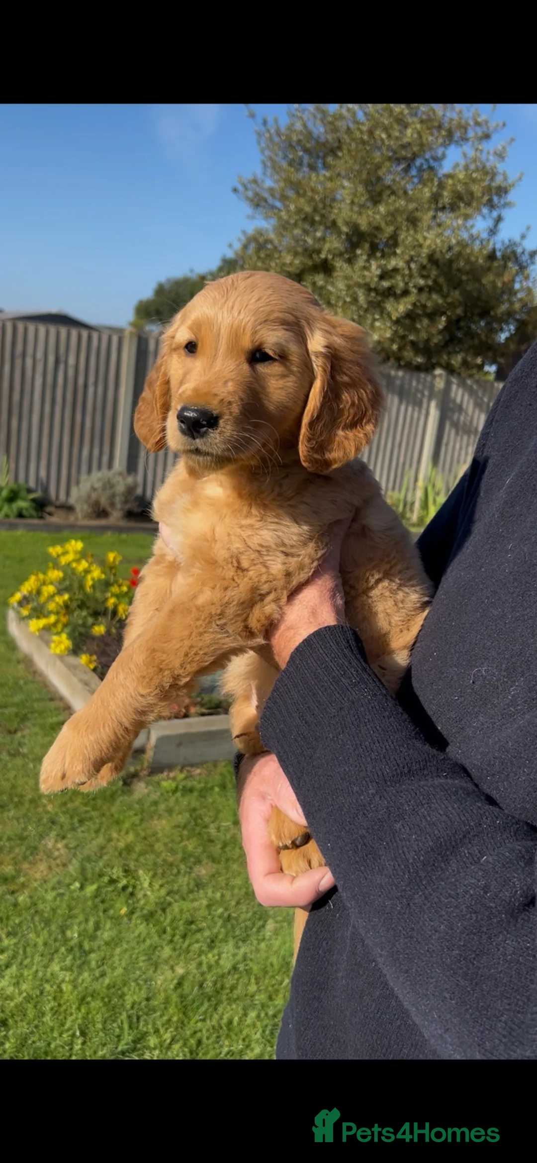 Golden Retriever dogs for sale: Very Dark Golden Retriever Puppies ready to leave  - Advert 2