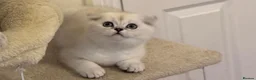 Scottish Fold cats for sale: The last 2 boys available 🐱 - Advert 6