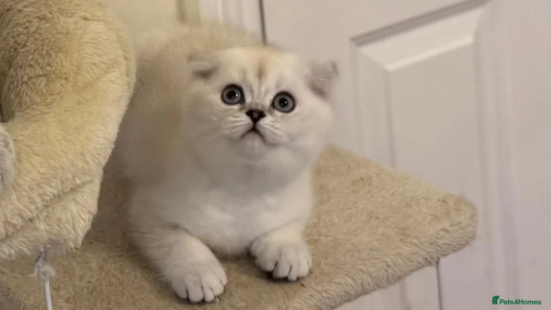 Scottish Fold cats for sale: The last 2 boys available 🐱 - Advert 6