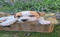 Mixed Breed dogs for sale: puppys staff × american bully  in King's Lynn - Image 5