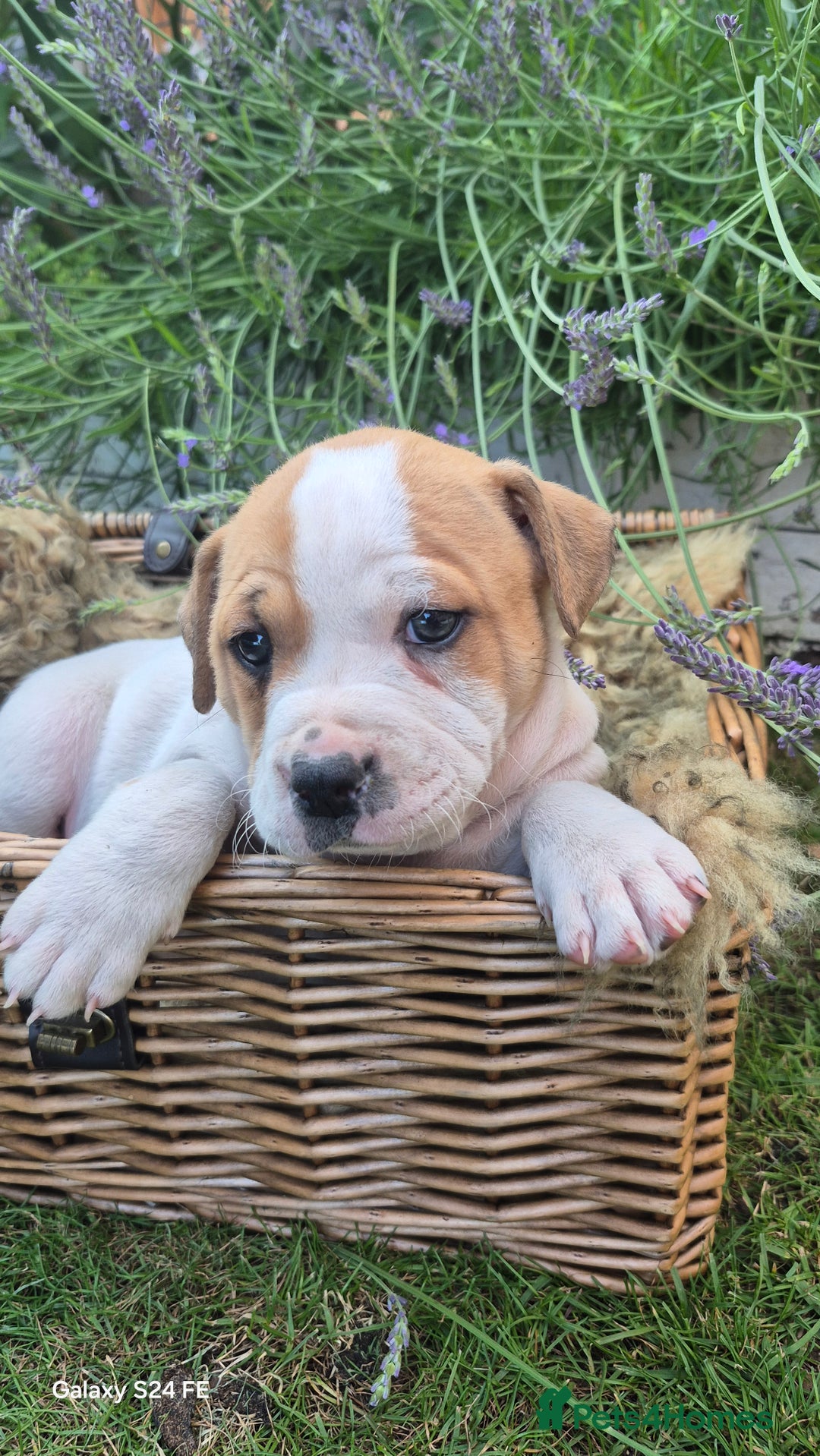 Mixed Breed dogs for sale: puppys staff × american bully  in King's Lynn - Image 5