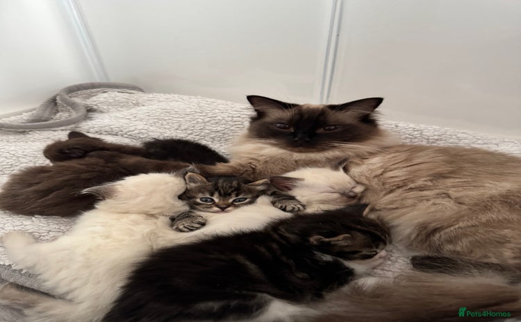 Ragdoll cats - Advert 11