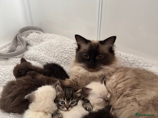 Ragdoll cats - Advert 1