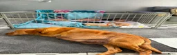 Labrador Retriever dogs for sale: Loving Labrador Puppies Seeking Forever Homes - Advert 26