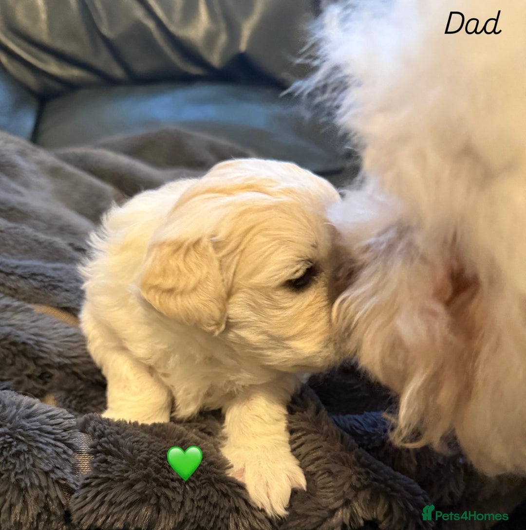 Bichon Frise dogs for sale: Bichon Frise Puppies  - Advert 4